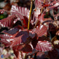 Bilde av Fagus sylvatica 'Dawyck Purple'-Spanne Plantesalg