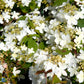 Bilde av Viburnum Plicatum Watanabe-Spanne Plantesalg