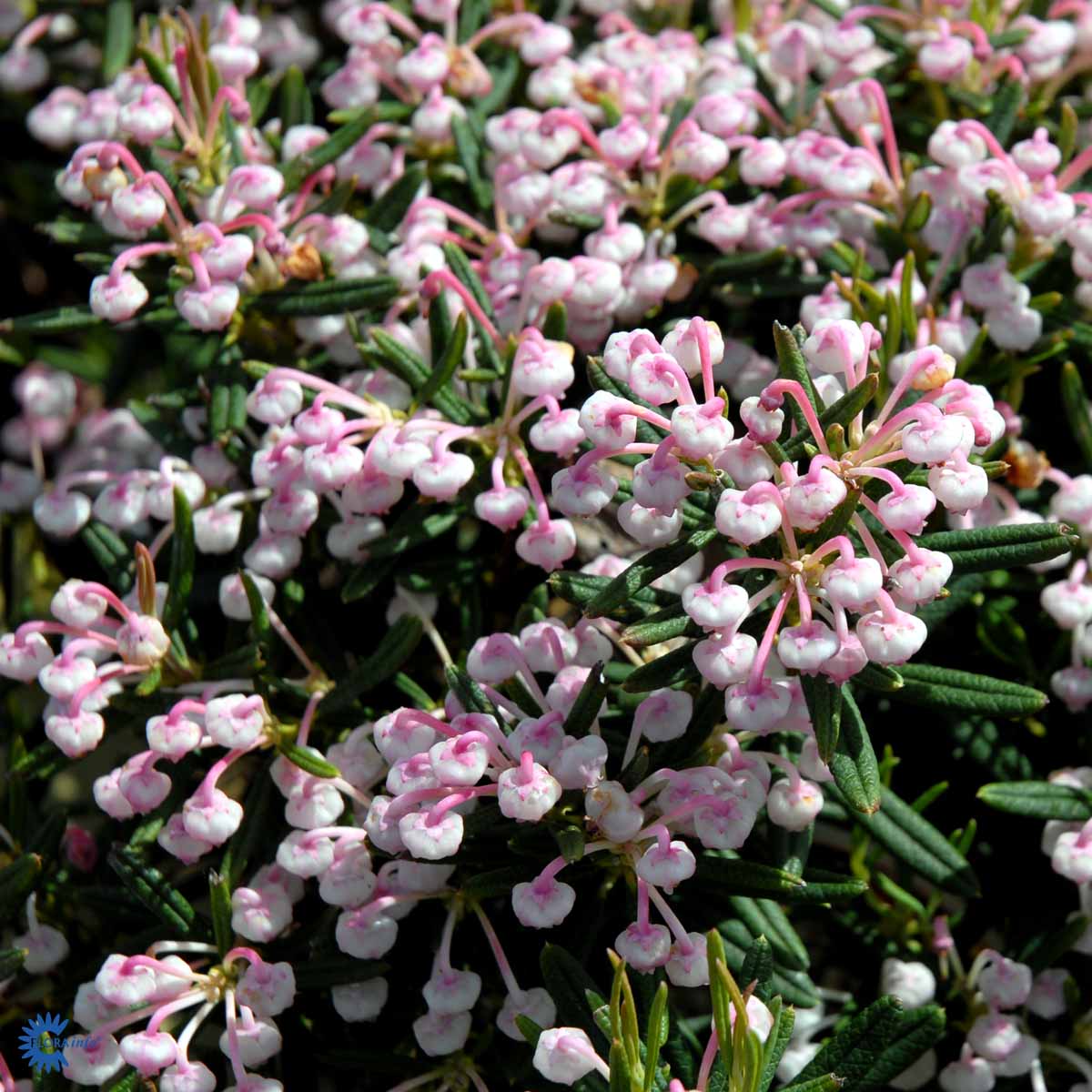 Bilde av Andromeda polifolia 'Blue Ice'-Spanne Plantesalg