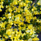 Bilde av Cytisus Praecox All Gold-Spanne Plantesalg