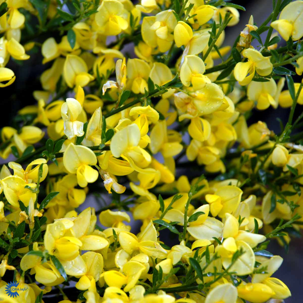 Bilde av Cytisus Praecox All Gold-Spanne Plantesalg