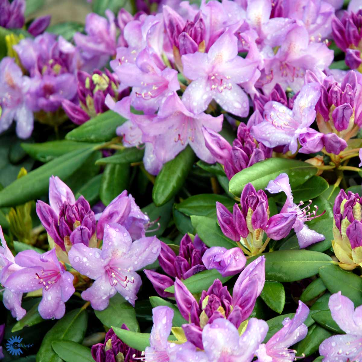 Bilde av Rhododendron Catawbiense Grandiflorum-Spanne Plantesalg