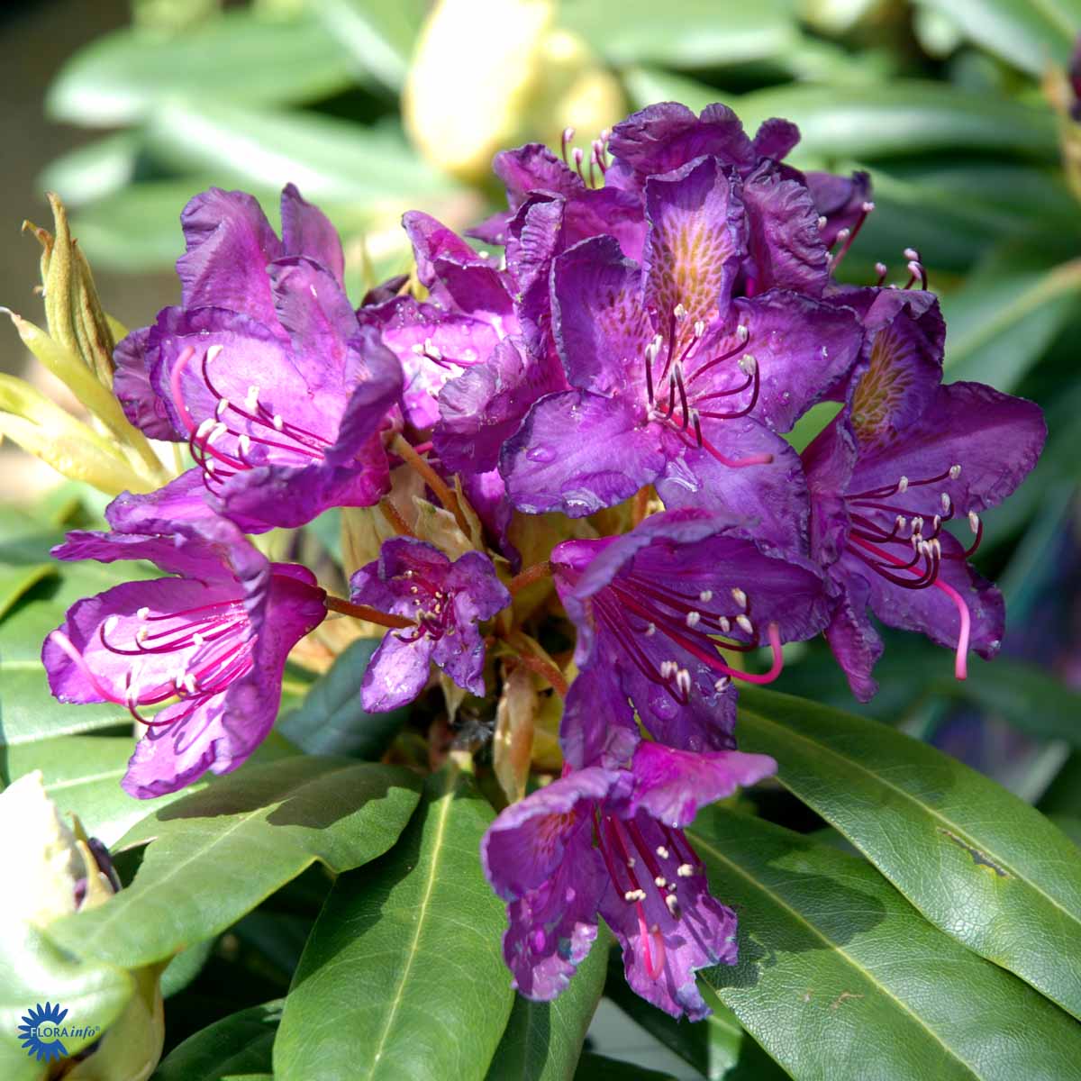 Bilde av Rhododendron Marcel Menard-Spanne Plantesalg