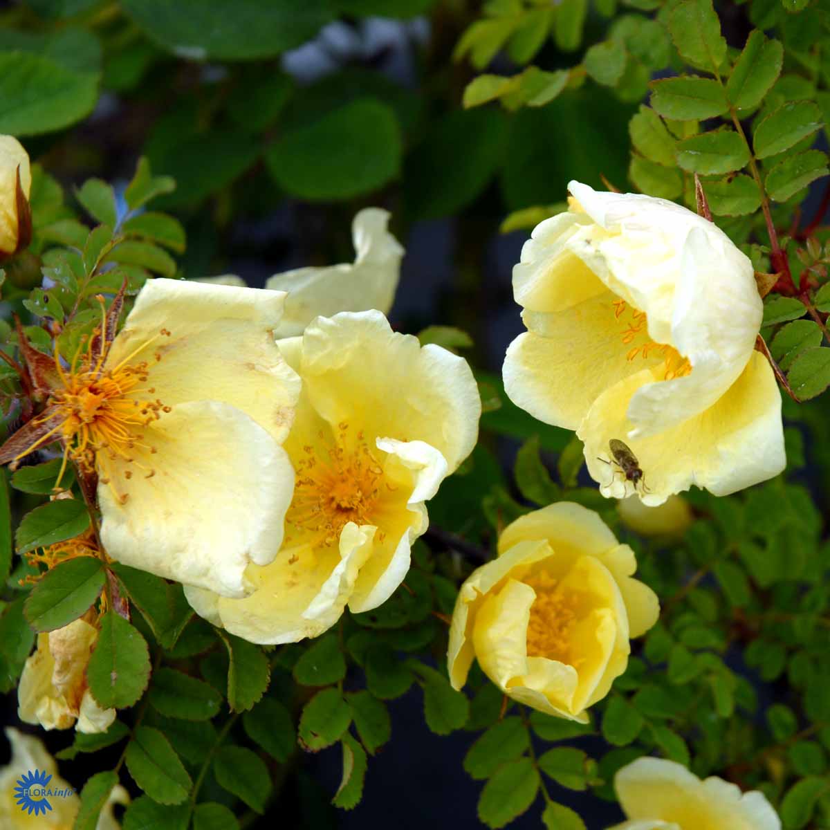 Bilde av Rose Rosa Hugonis-Spanne Plantesalg