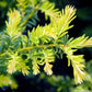 Bilde av Taxus b. 'Summergold'-Spanne Plantesalg