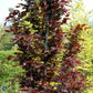 Bilde av Fagus sylvatica 'Dawyck Purple'-Spanne Plantesalg