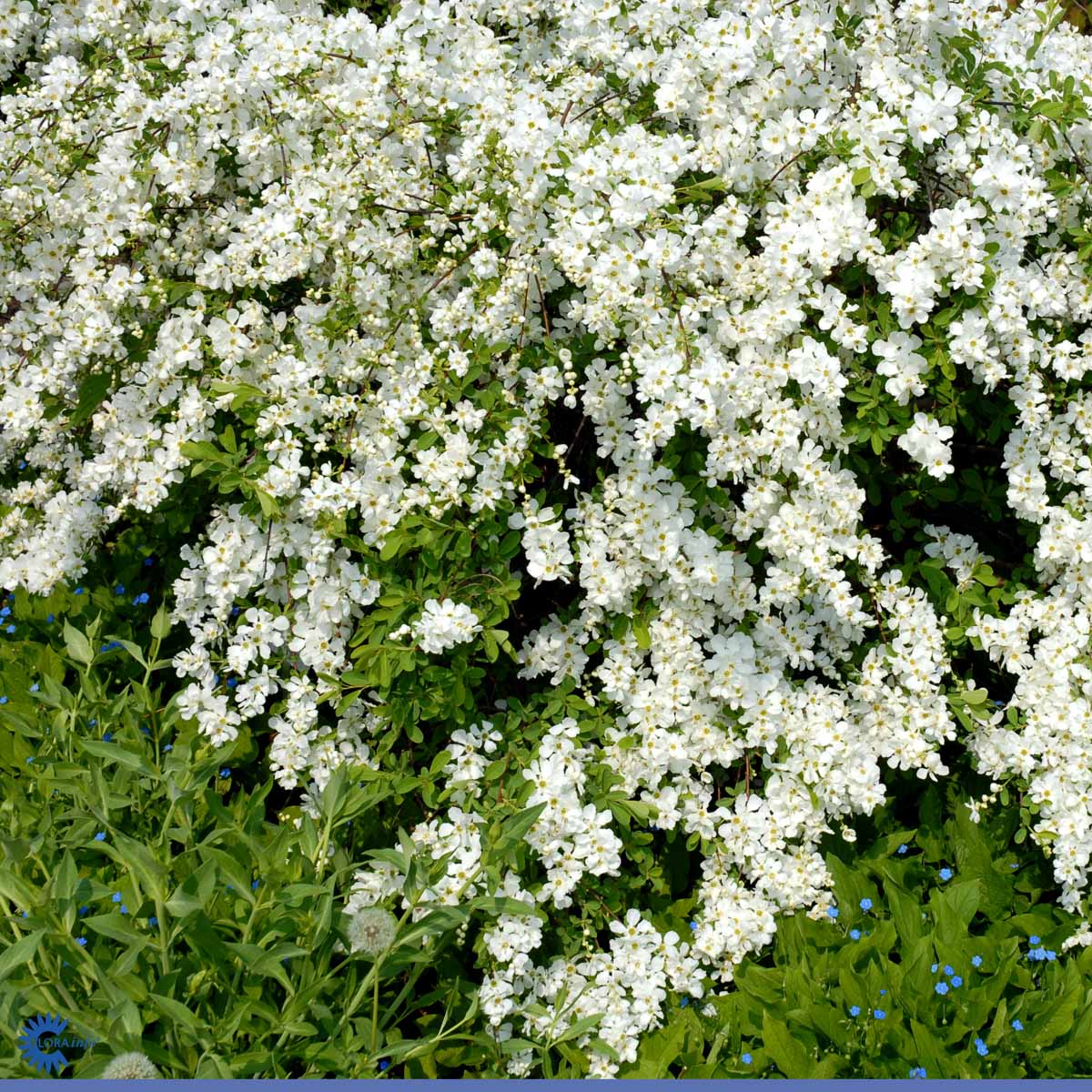 Bilde av Exochorda 'The Bride'-Spanne Plantesalg