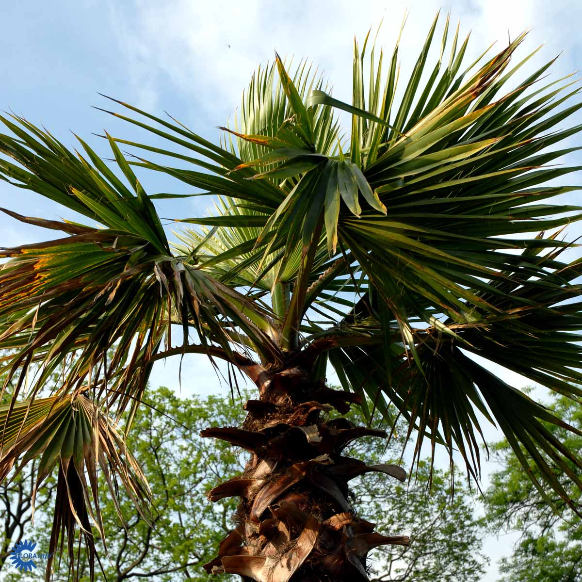 Bilde av Washingtonia robusta-Spanne Plantesalg