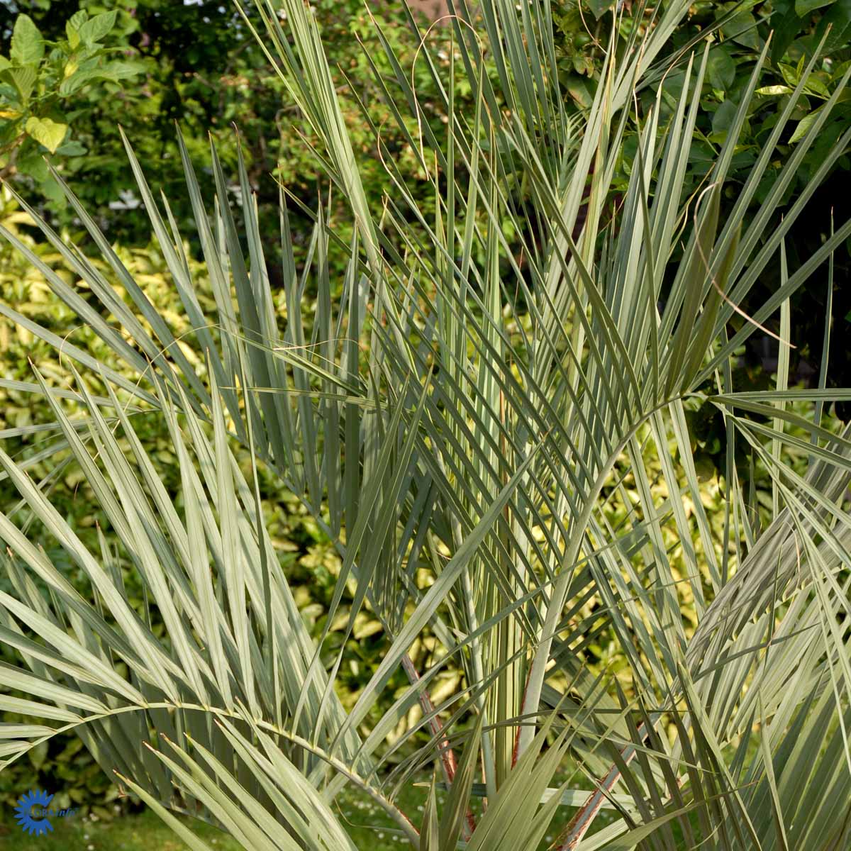 Bilde av Butia capitata-Spanne Plantesalg