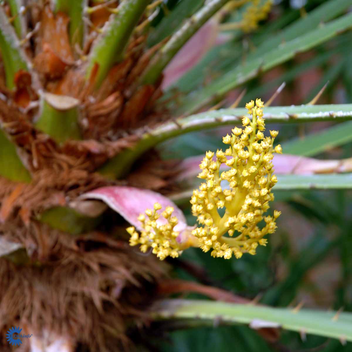 Bilde av Chamaerops humilis C4-Spanne Plantesalg