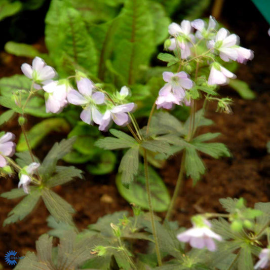 Bilde av Geranium macul. 'Espresso'-Spanne Plantesalg