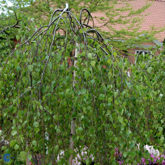 Bilde av Betula pendula 'Youngii'-Spanne Plantesalg