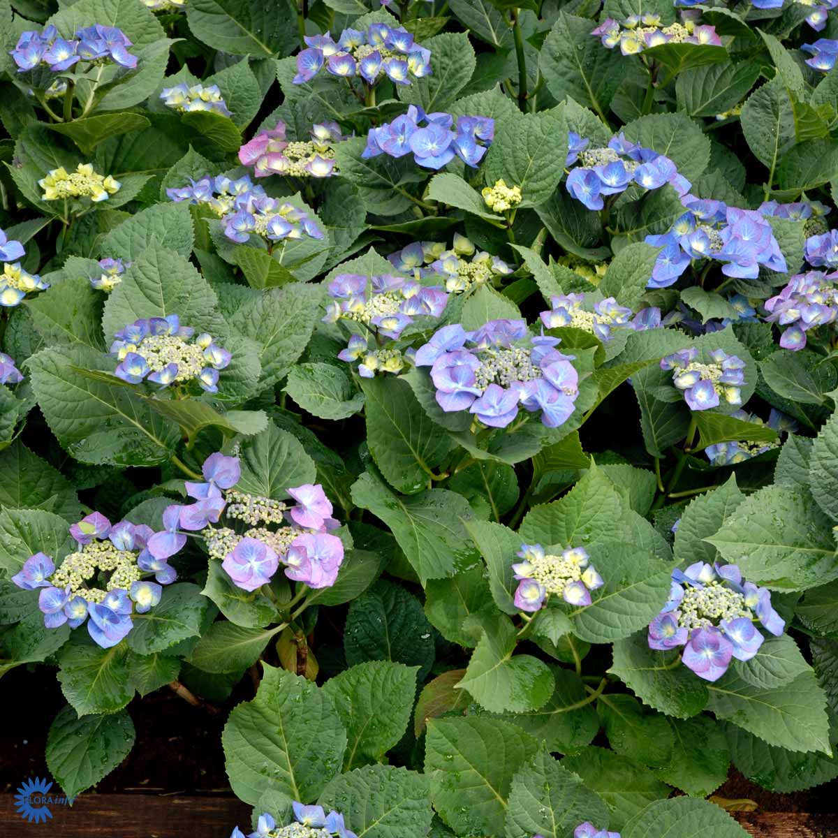 Bilde av Hydrangea m. 'Blaumeise'-Spanne Plantesalg