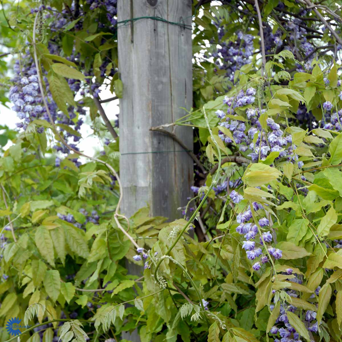 Bilde av Wisteria flor. 'Violacea Plena'-Spanne Plantesalg