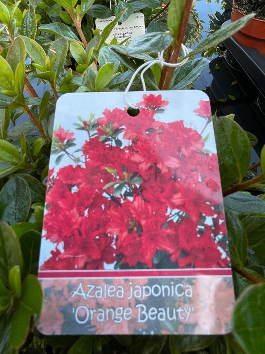 Bilde av Rhododendron (AJ) 'Orange Beauty'-Spanne Plantesalg