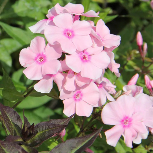 Bilde av Phlox (P) 'Rosa Pastell'-Spanne Plantesalg