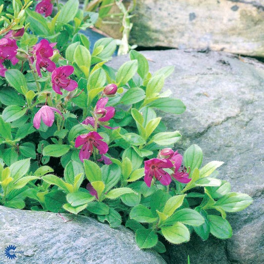 Bilde av RHODODENDRON CAMTSCHATICUM-Spanne Plantesalg