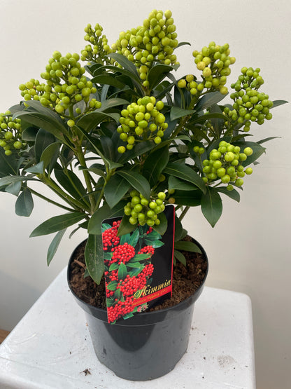 Skimmia jap. Pabella