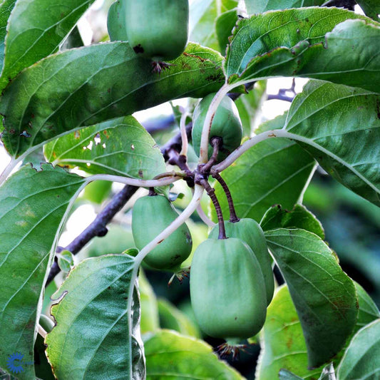 Bilde av Actinidia arguta 'Issai'-Spanne Plantesalg