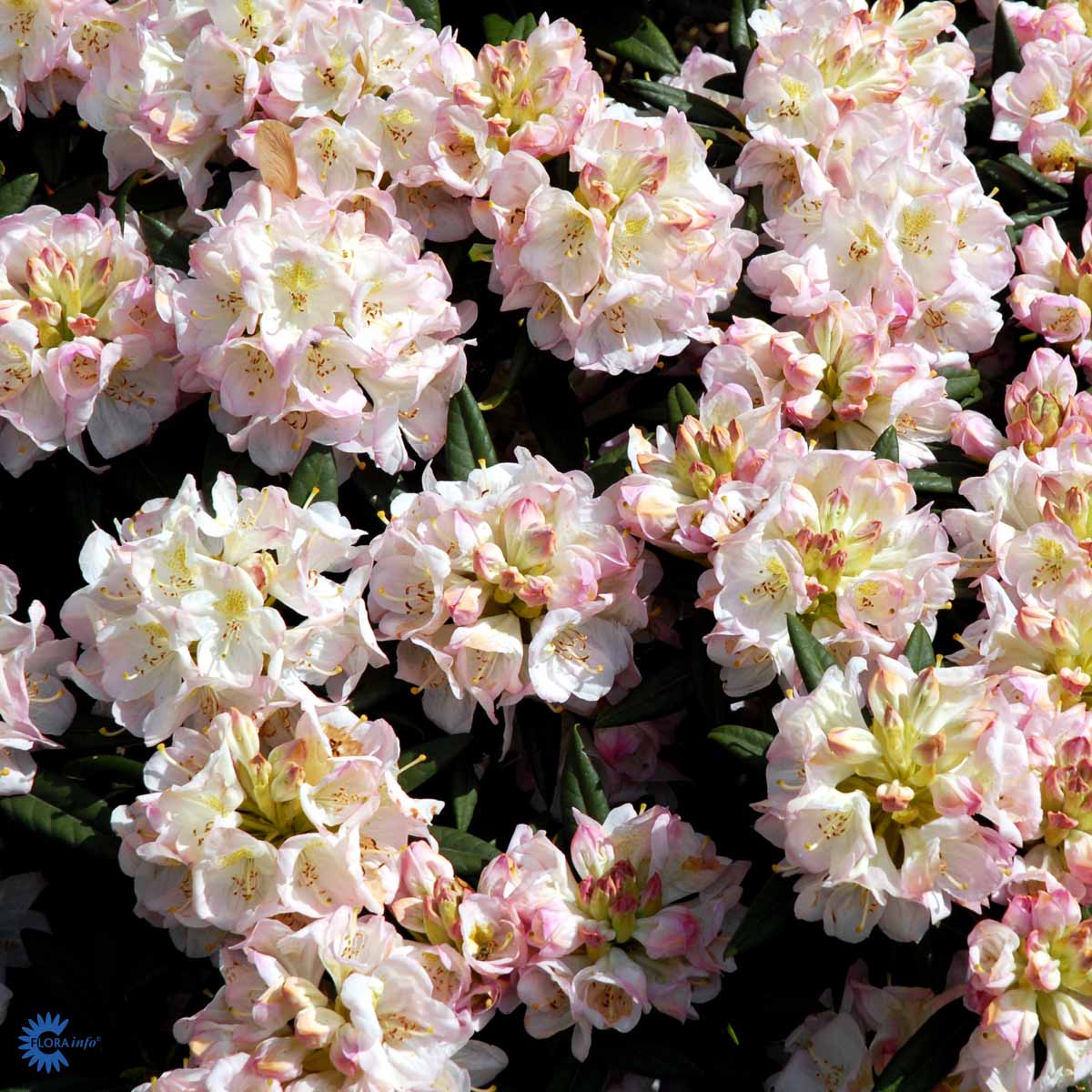 Bilde av Rhododendron Brigitte 1l-Spanne Plantesalg