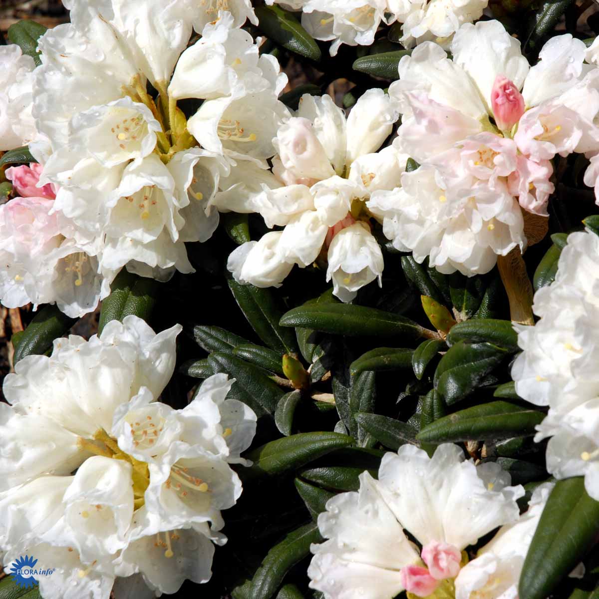 Bilde av Rhododendron Schneekissen-Spanne Plantesalg