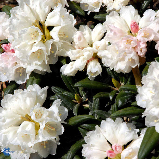 Bilde av Rhododendron Schneekissen-Spanne Plantesalg