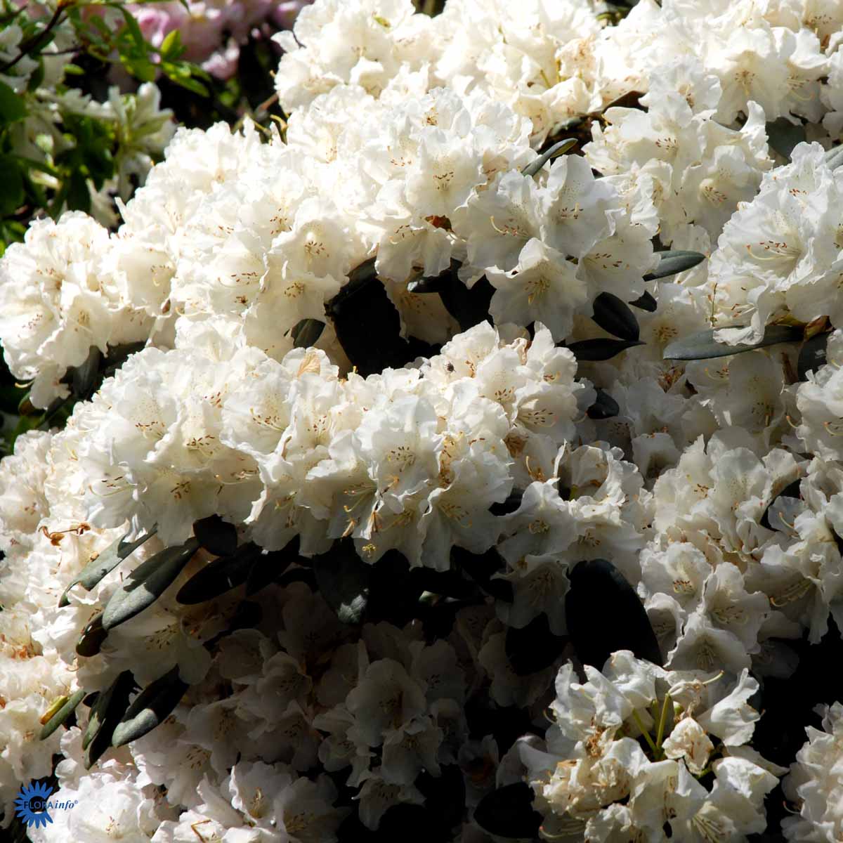 Bilde av Rhododendron Schwanensee 1l-Spanne Plantesalg