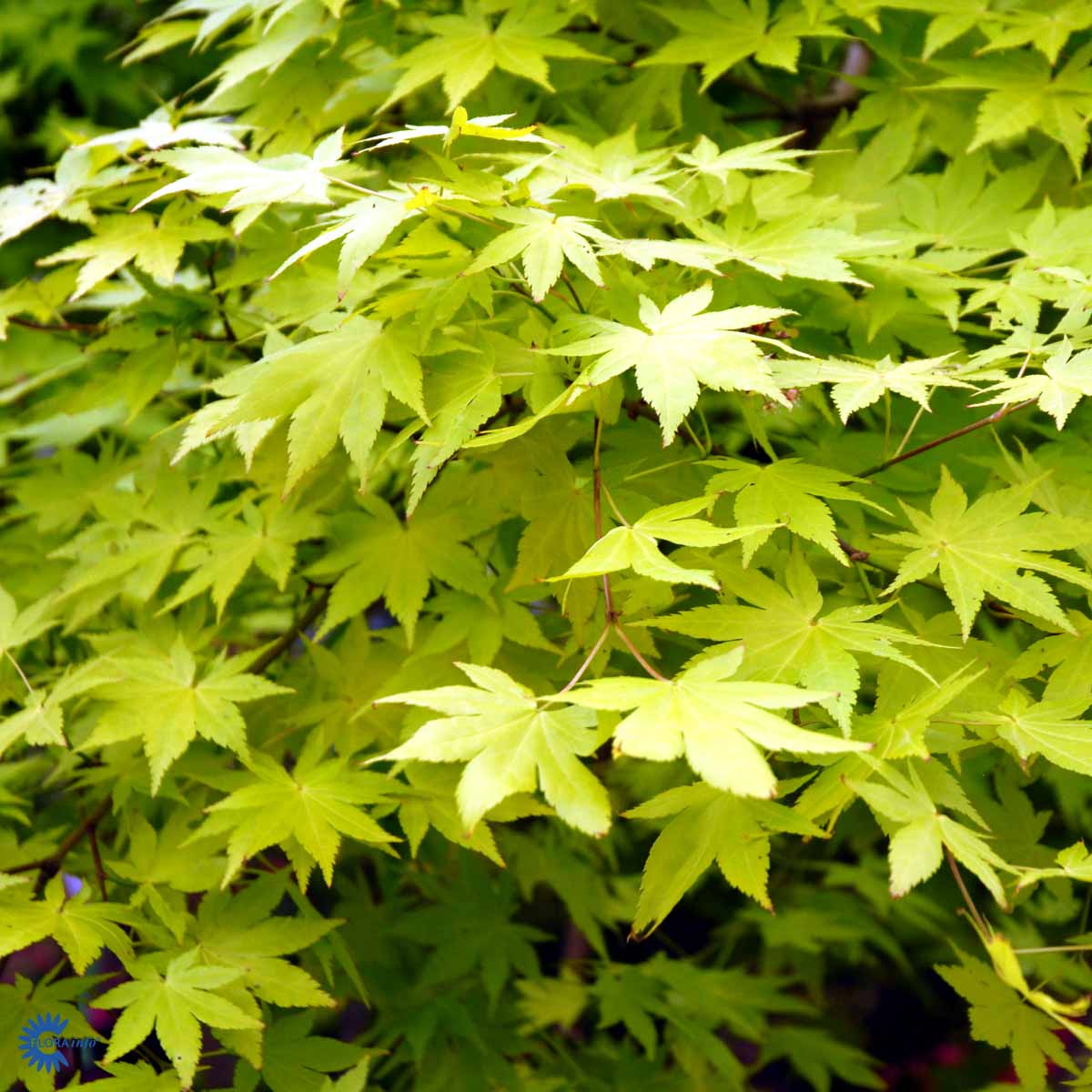 Bilde av Acer palmatum 'Summer Gold'-Spanne Plantesalg