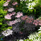 Bilde av Sambucus nigra Black Lace-Spanne Plantesalg