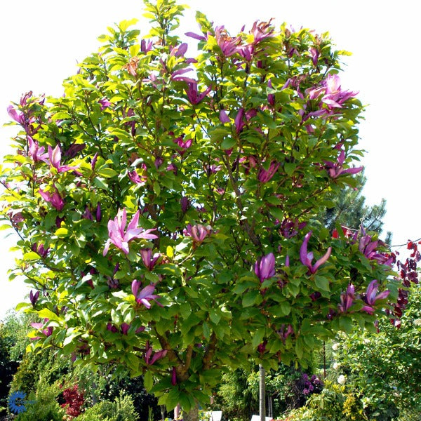 Bilde av Magnolia 'Susan'-Spanne Plantesalg