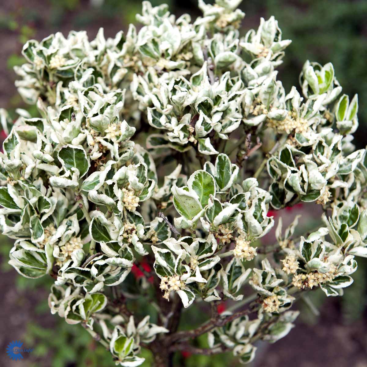 Bilde av Euonymus jap. 'Kathy'-Spanne Plantesalg