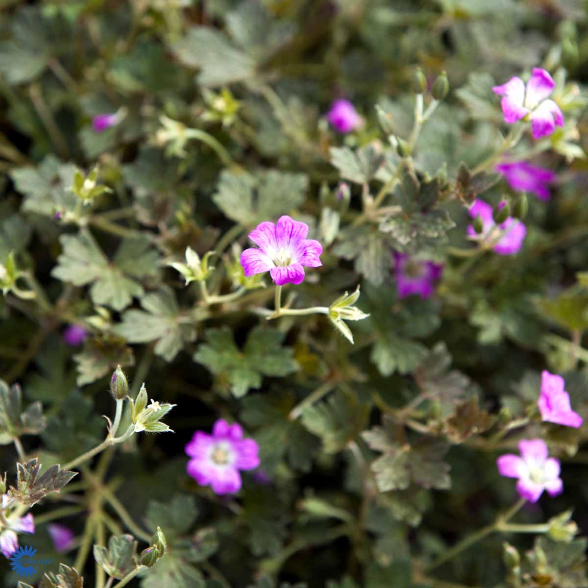 Bilde av Geranium Orkney Cherry-Spanne Plantesalg