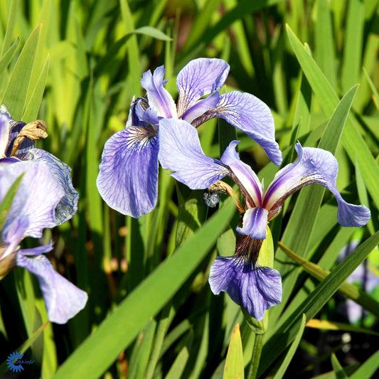 Bilde av Iris setosa-Spanne Plantesalg