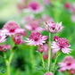 Bilde av Astrantia Major Roma-Spanne Plantesalg