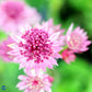 Bilde av Astrantia Major Roma-Spanne Plantesalg