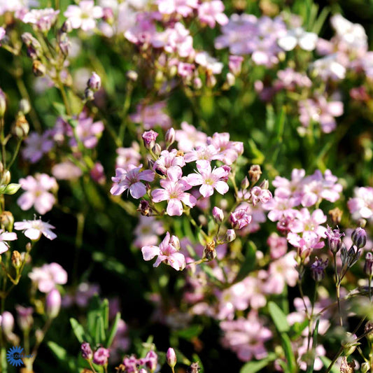 Bilde av Gypsophila repens 'Rosea'-Spanne Plantesalg