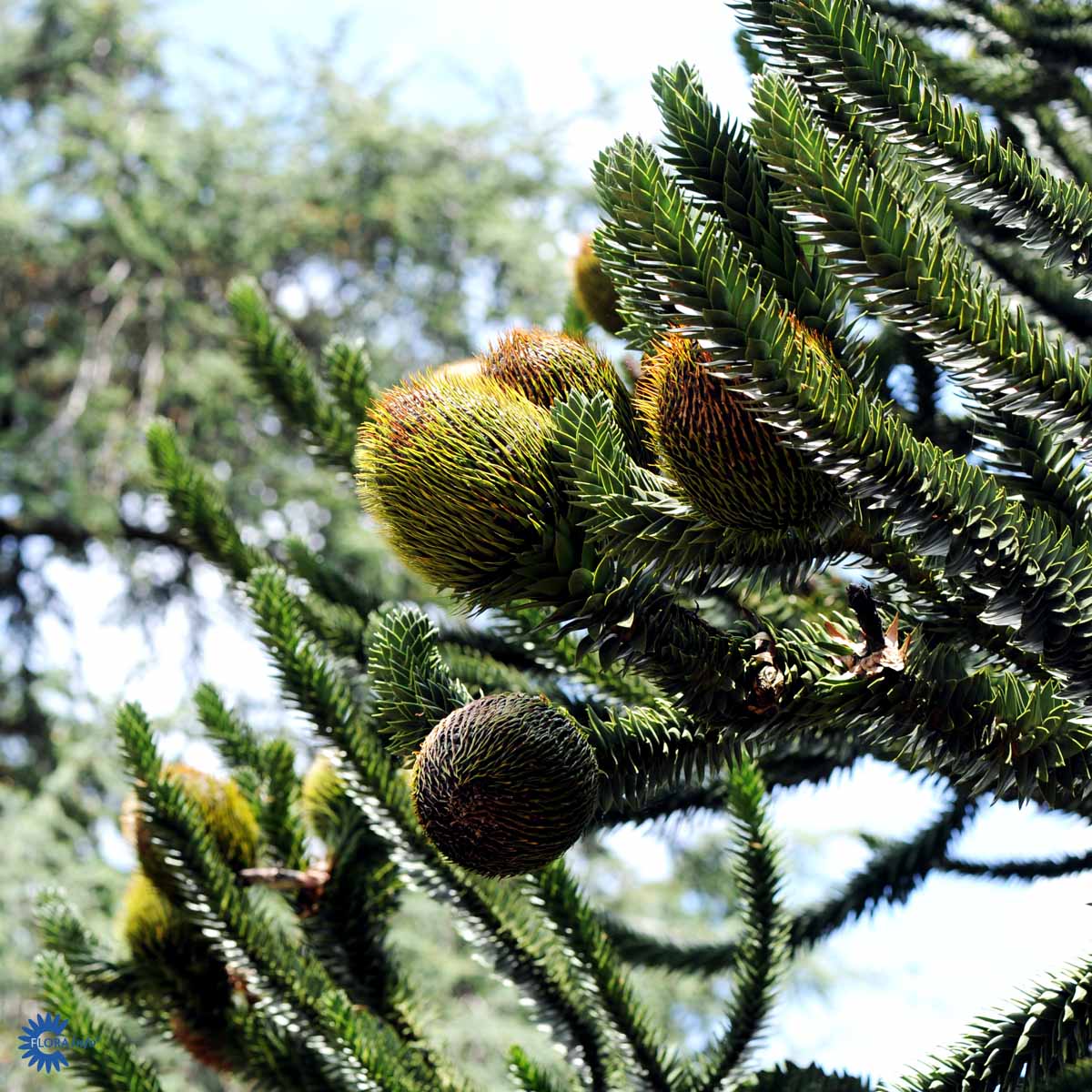 Bilde av Araucaria Araucana-Spanne Plantesalg