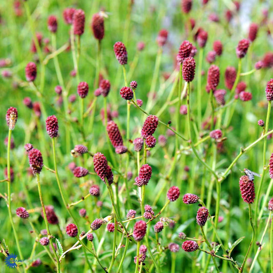 Bilde av Sanguisorba menziesii-Spanne Plantesalg