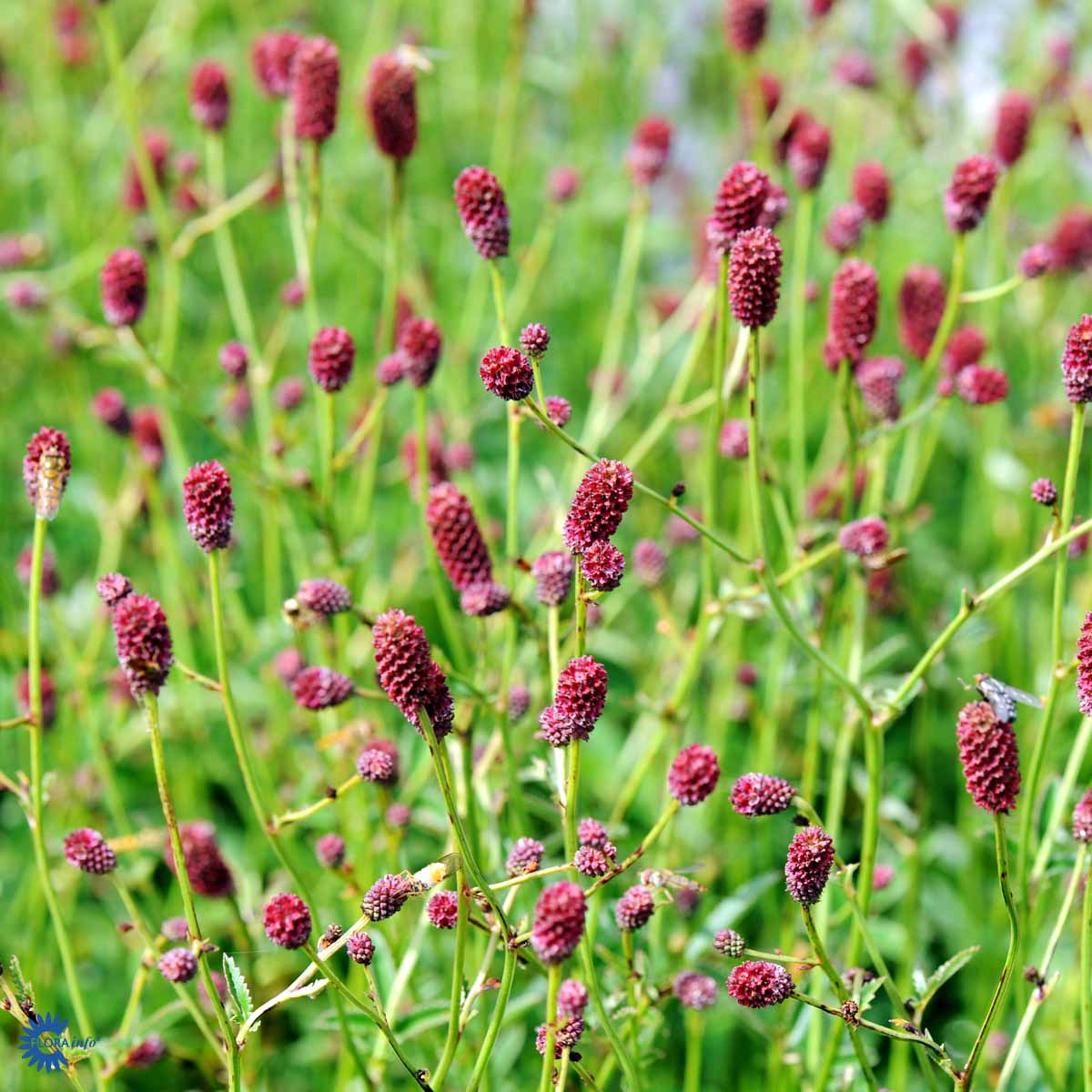 Bilde av Sanguisorba Tanna-Spanne Plantesalg