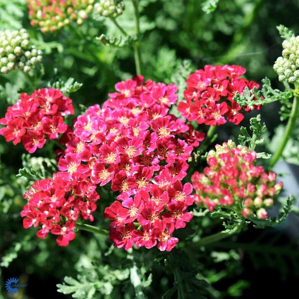 Bilde av Achillea Tutti Frutti Pomegranate-Spanne Plantesalg