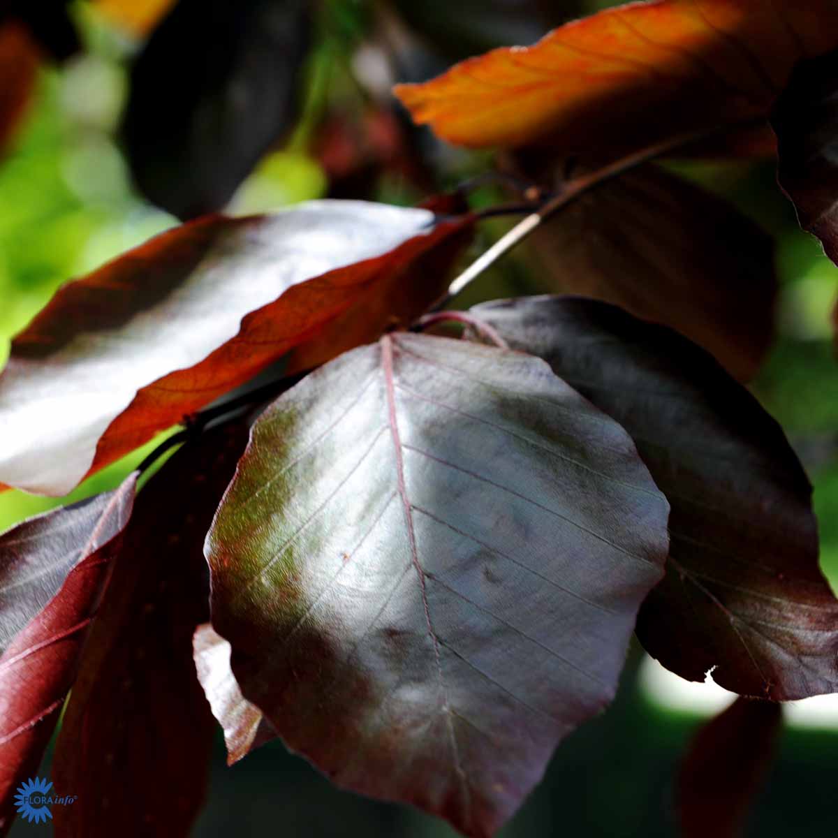 Bilde av Fagus Sylvatica Atropunicea-Spanne Plantesalg