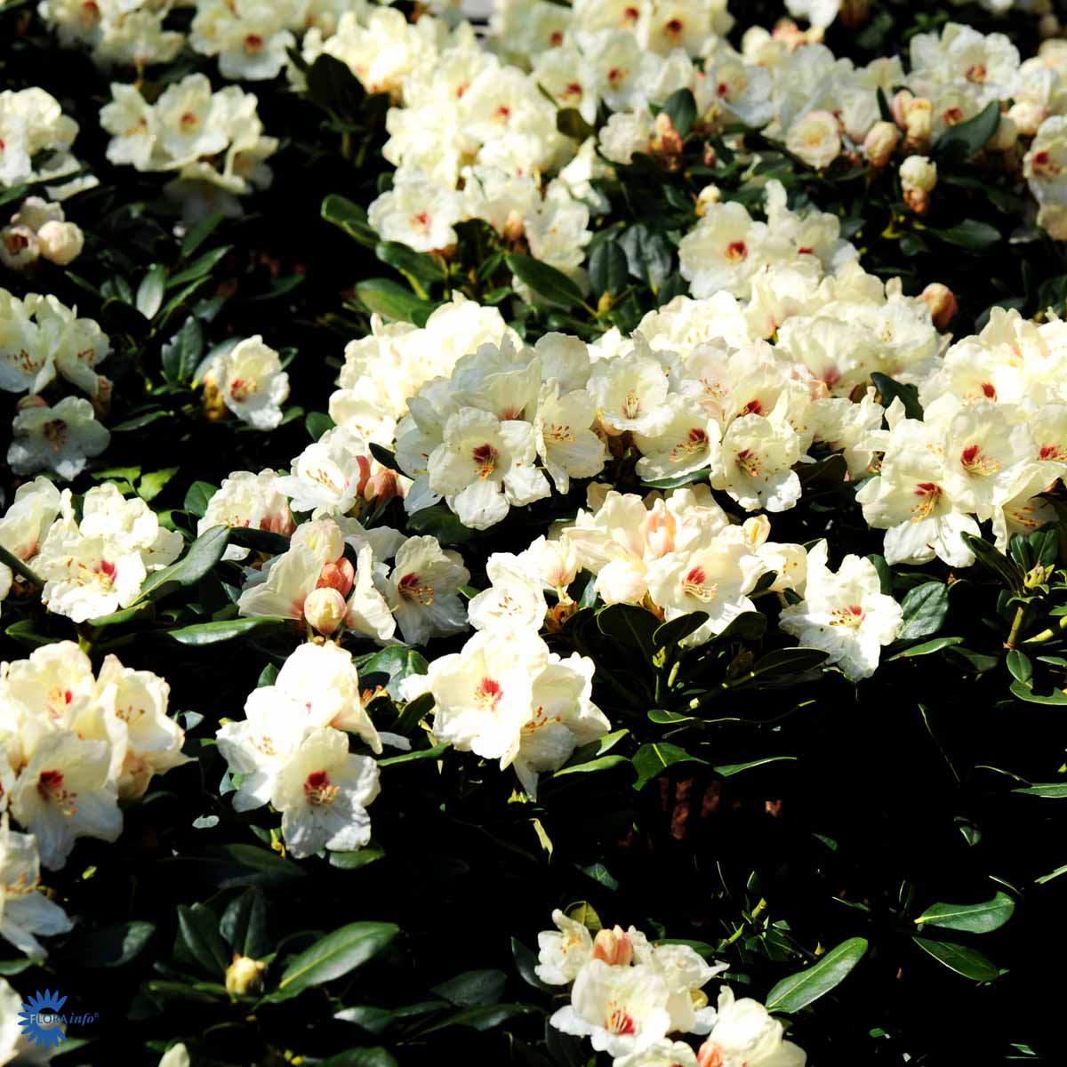 Bilde av Rhododendron Flava-Spanne Plantesalg