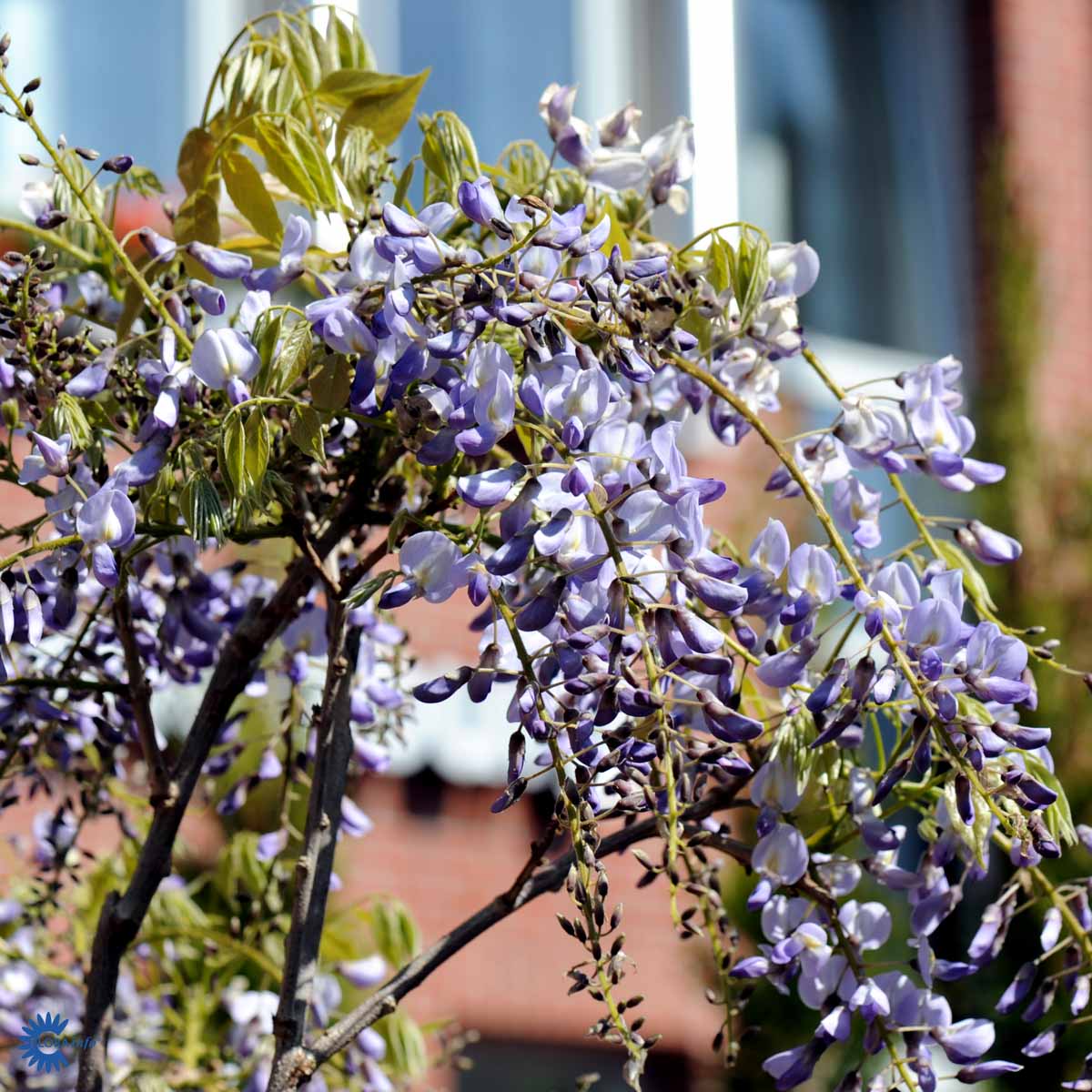 Bilde av Wisteria sinensis 'Prolific'-Spanne Plantesalg