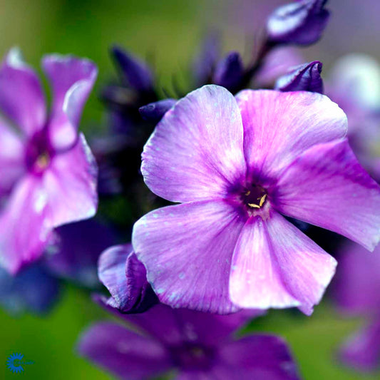 Bilde av Phlox (P) 'Blue Paradise'-Spanne Plantesalg