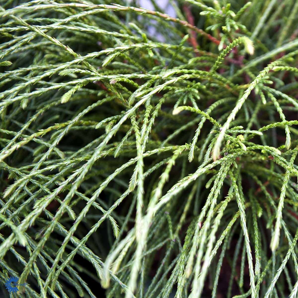 Bilde av Thuja plic. 'Whipcord' C10-Spanne Plantesalg