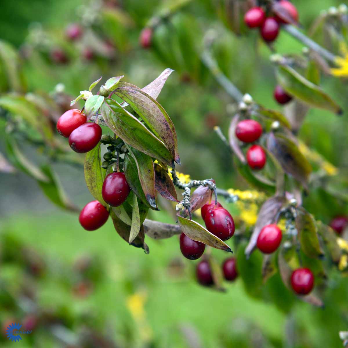 Bilde av Cornus mas-Spanne Plantesalg