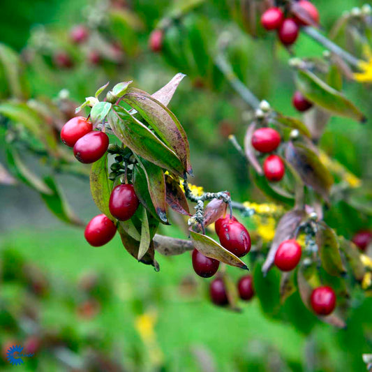 Bilde av Cornus mas-Spanne Plantesalg