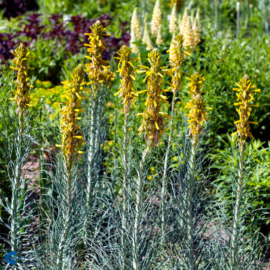 Bilde av Asphodeline lutea-Spanne Plantesalg