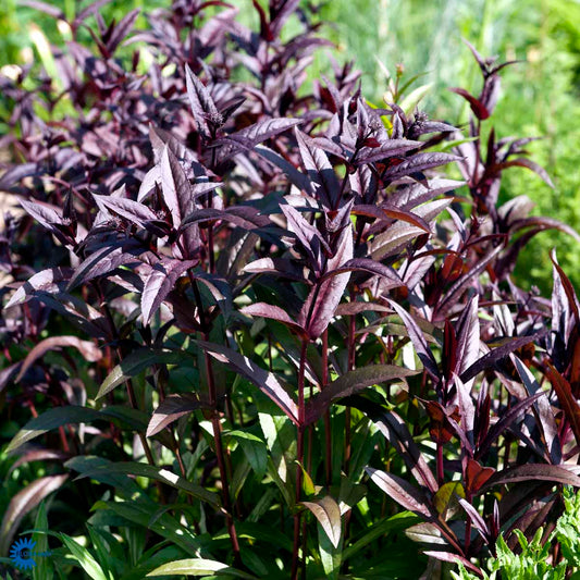 Bilde av Penstemon digit. 'Husker Red'-Spanne Plantesalg