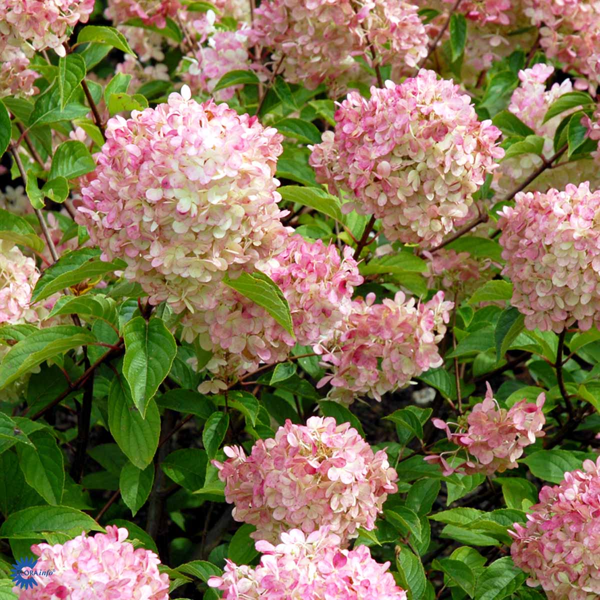 Bilde av Hydrangea pan. 'Vanille Fraise' 30-40cm-Spanne Plantesalg